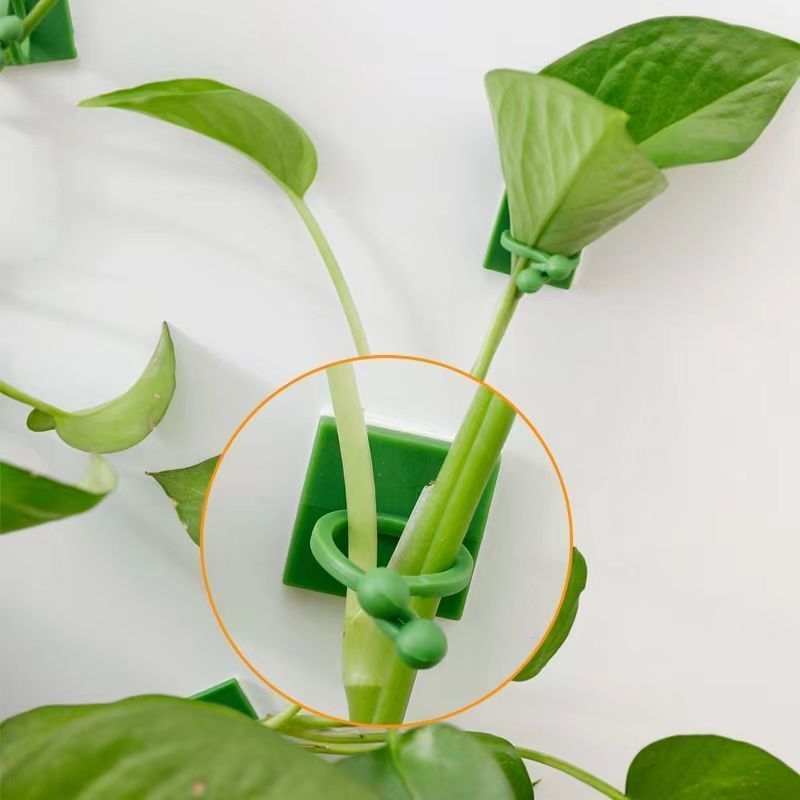 Self‑Adhesive Plant Climbing W - đánh giá và giá Vine Climbing Plastic