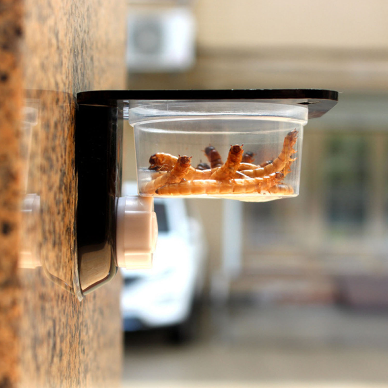 Crested Gecko Feeding Ledge Re - đánh giá và giá Water Dish Reptile